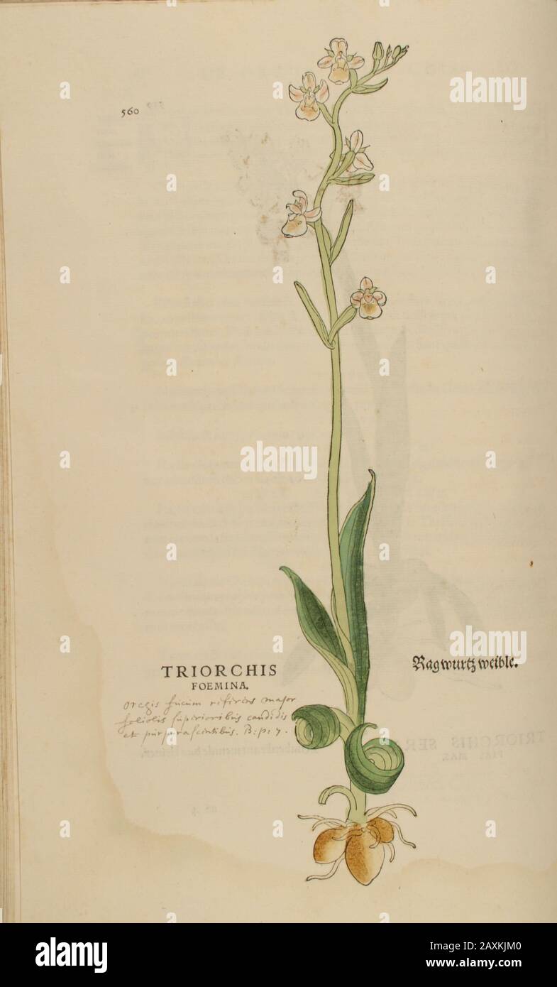 Orchid 16th century, watercolor, hand painted woodcutting botanical print from Leonhart Fuchs book of herbs: De Historia Stirpium Commentarii Insignes Stock Photo
