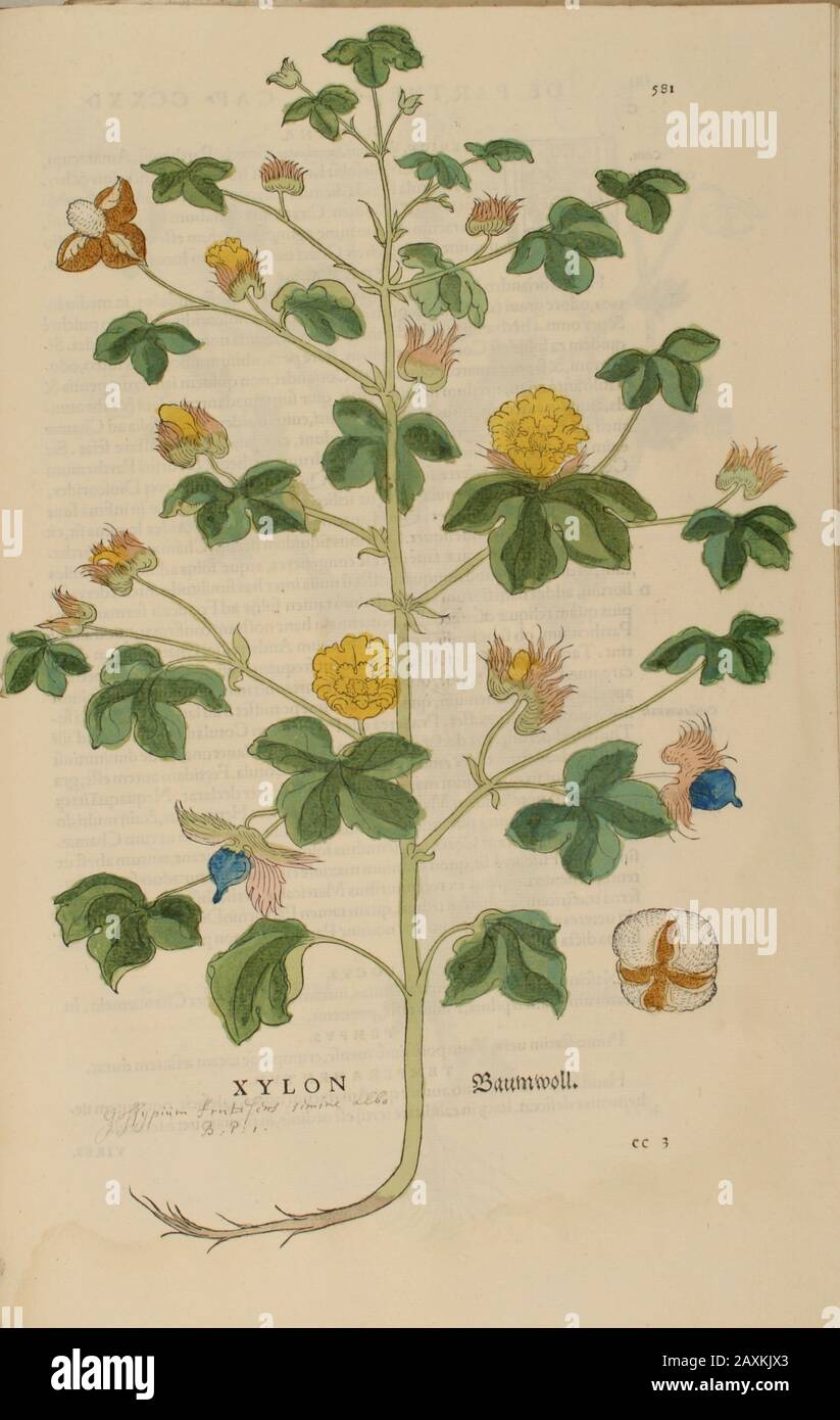 16th century, watercolor, hand painted woodcutting botanical print from Leonhart Fuchs book of herbs: De Historia Stirpium Commentarii Insignes Publis Stock Photo