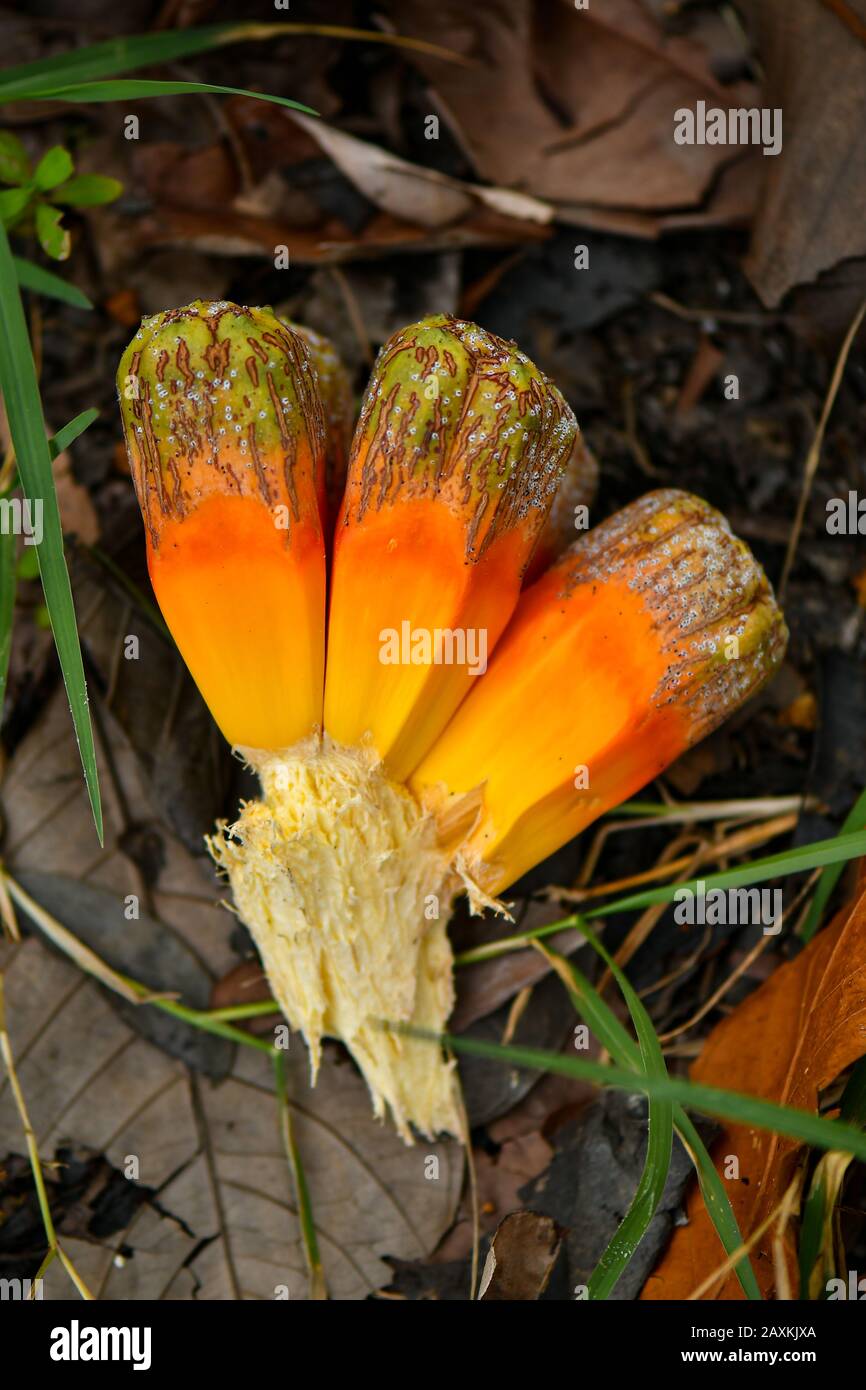 Common Screwpine tree and fruits Stock Photo Alamy