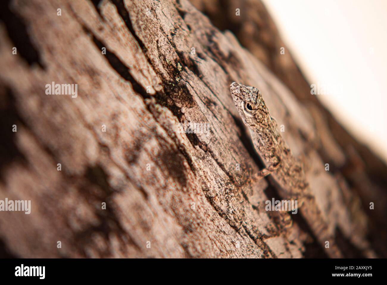 Eublepharis macularius, a common geko in Dominican Republic. Stock Photo