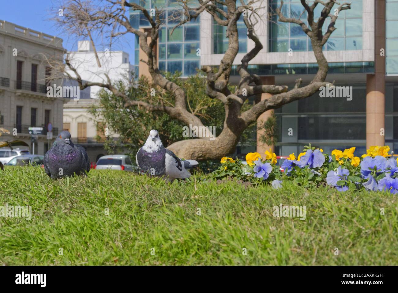 Wide angle shot of pigeons and flowers behind a tree surrounded by buildings Stock Photo