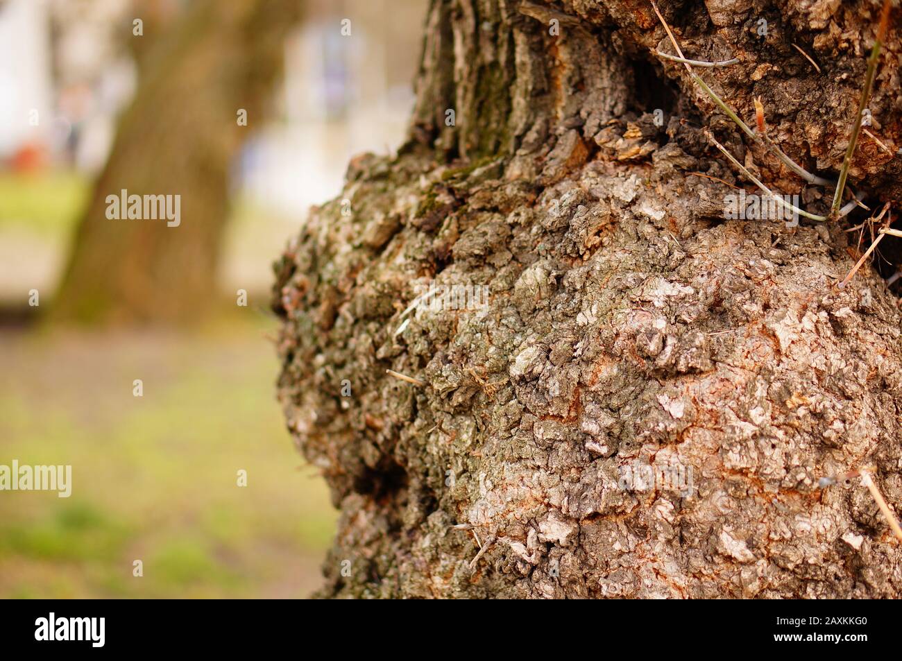 Closeup shot of a bulge on a tree trunk against a blurry background Stock Photo