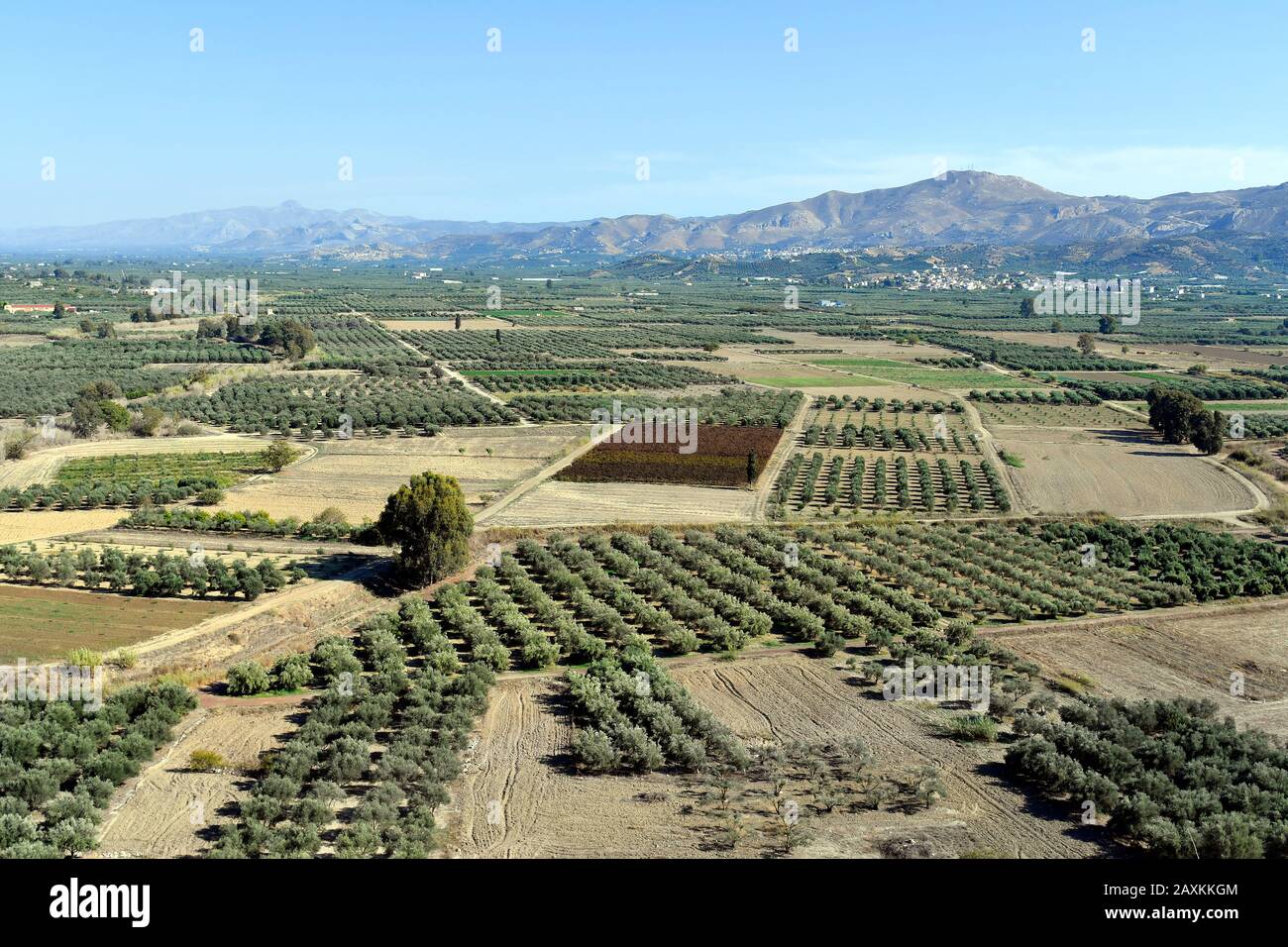 Greece, Crete Island, fields with olive trees Stock Photo - Alamy