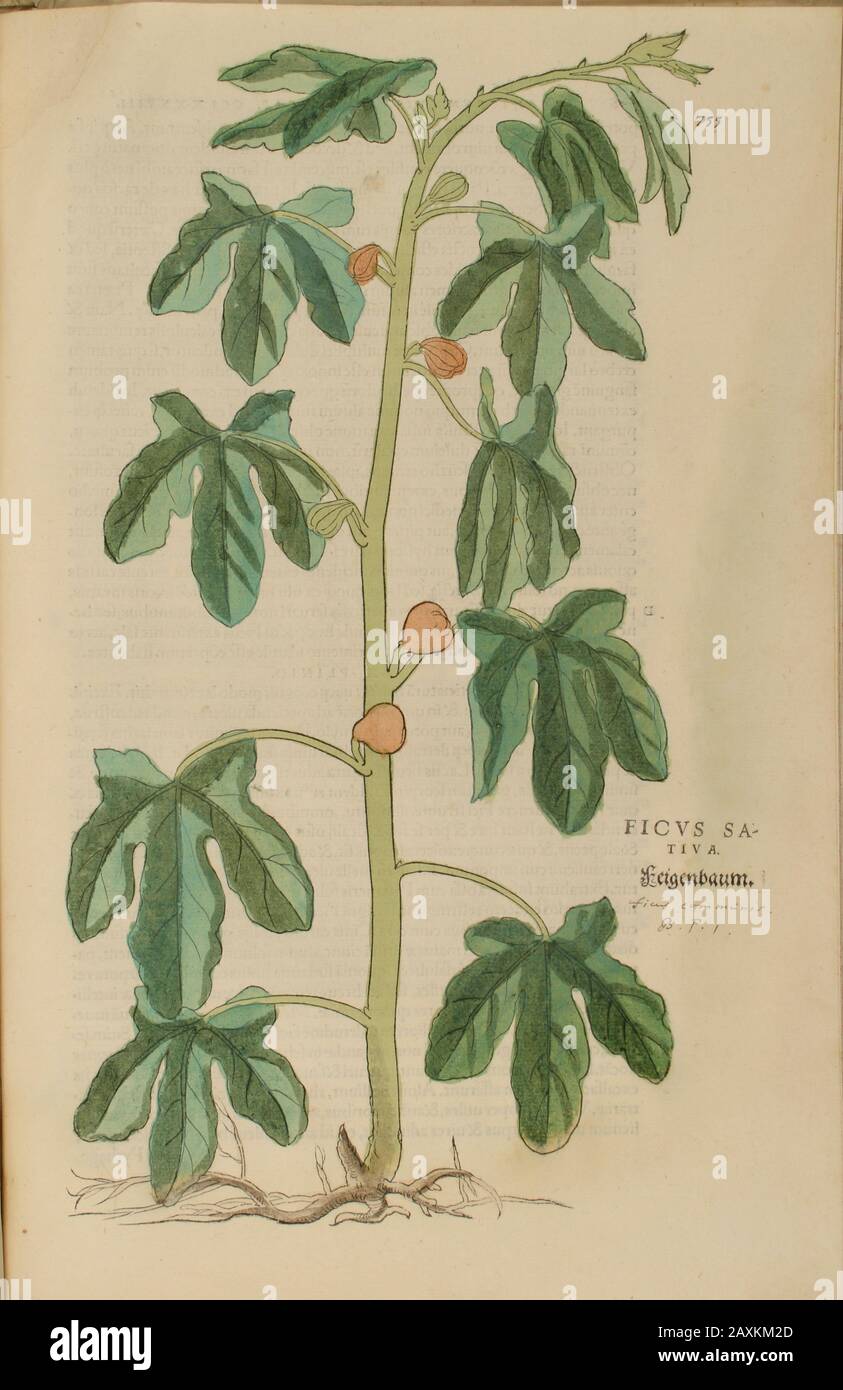 Ficus, 16th century, watercolor, hand painted woodcutting botanical print from Leonhart Fuchs book of herbs: De Historia Stirpium Commentarii Insignes Stock Photo