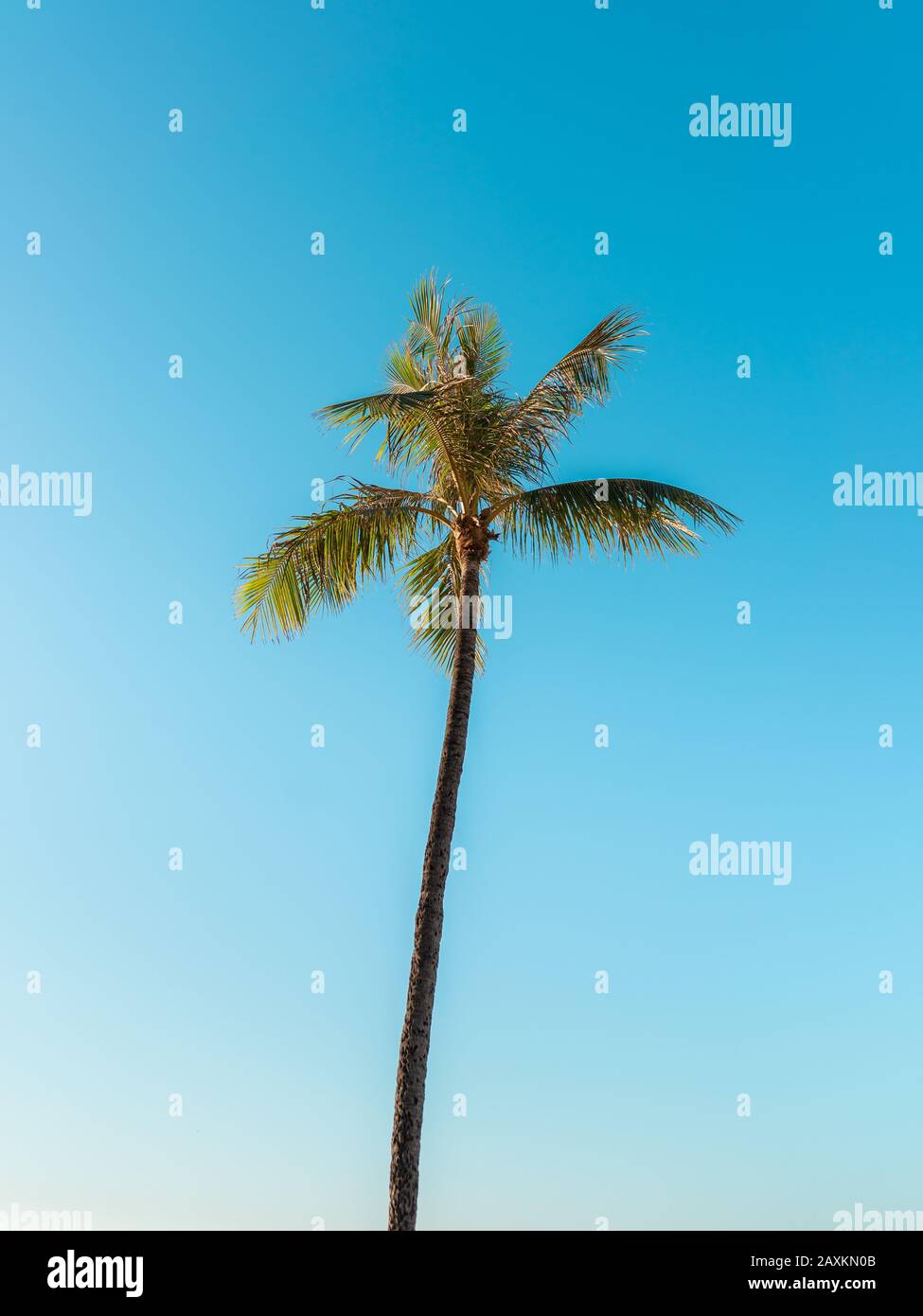 Low angle shot of a tall palm tree under a clear sky Stock Photo - Alamy