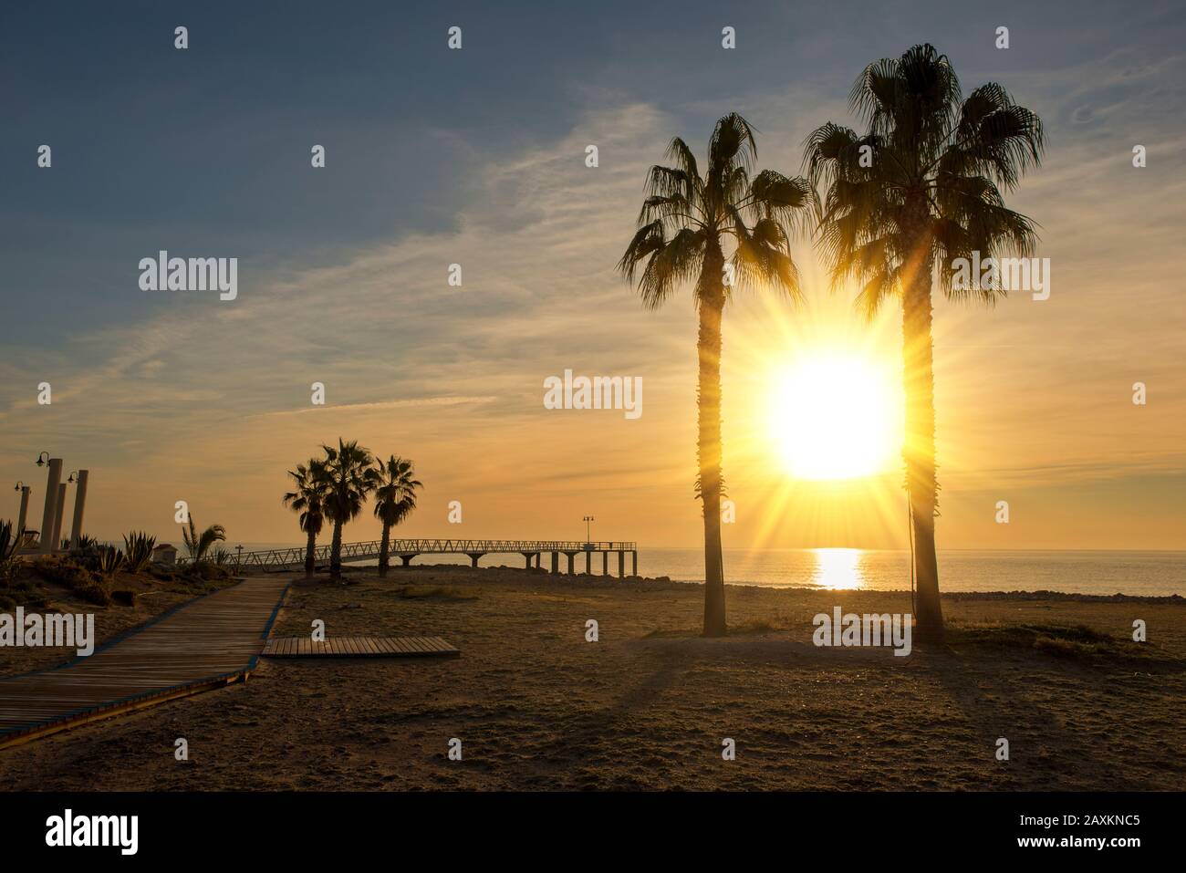 Valencia palm trees promenade hi-res stock photography and images - Alamy