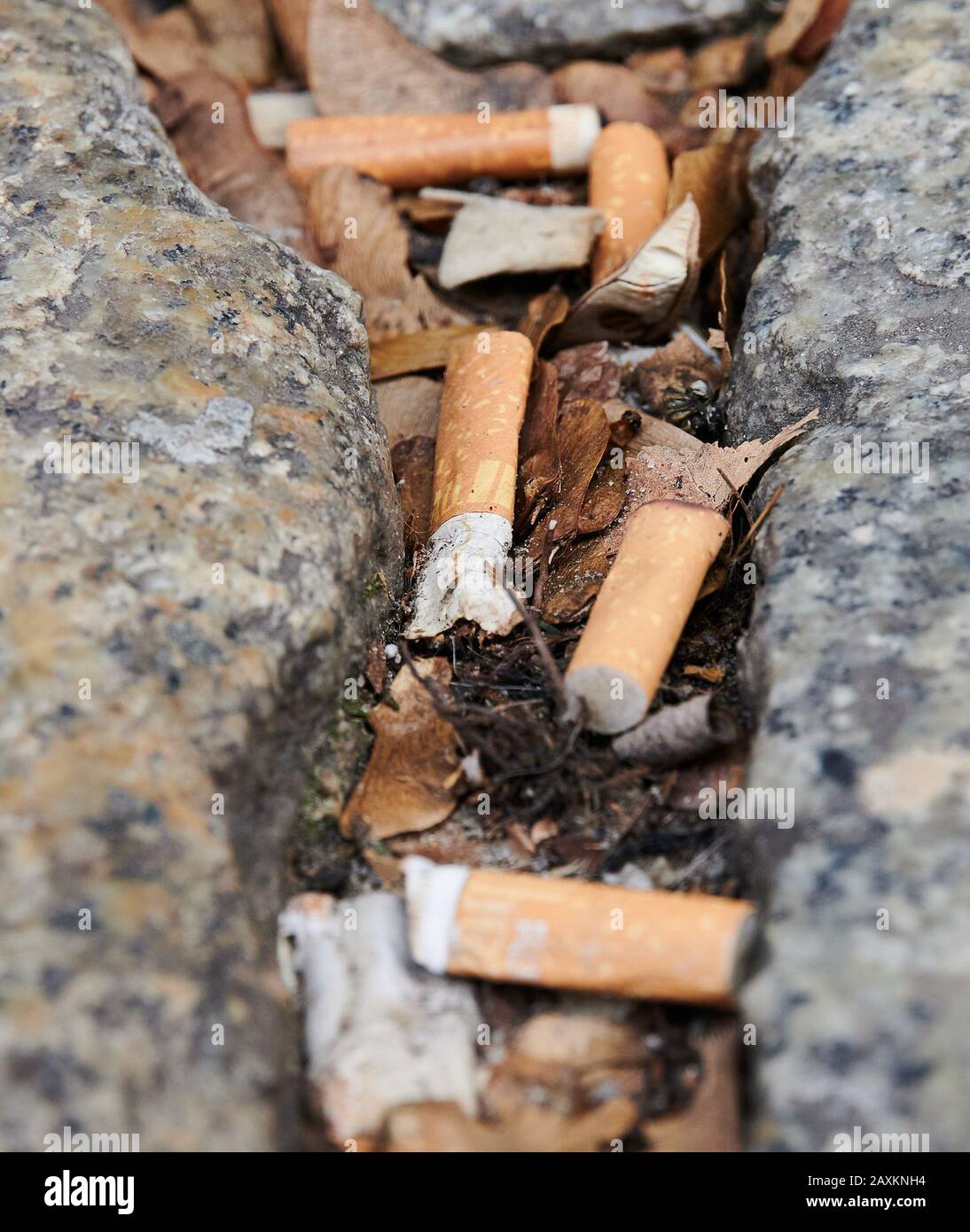 germany tobacco law news Berlin, Germany. 12th Feb, 2020. Cigarette butts lie between cobblestones on a sidewalk. On 12.02.2020, the Federal Government wanted to pass amendments to the law against too much waste, for example from germany tobacco law news Berlin, Germany. 12th Feb, 2020. Cigarette butts lie between cobblestones on a sidewalk. On 12.02.2020, the Federal Government wanted to pass amendments to the law against too much waste, for example from