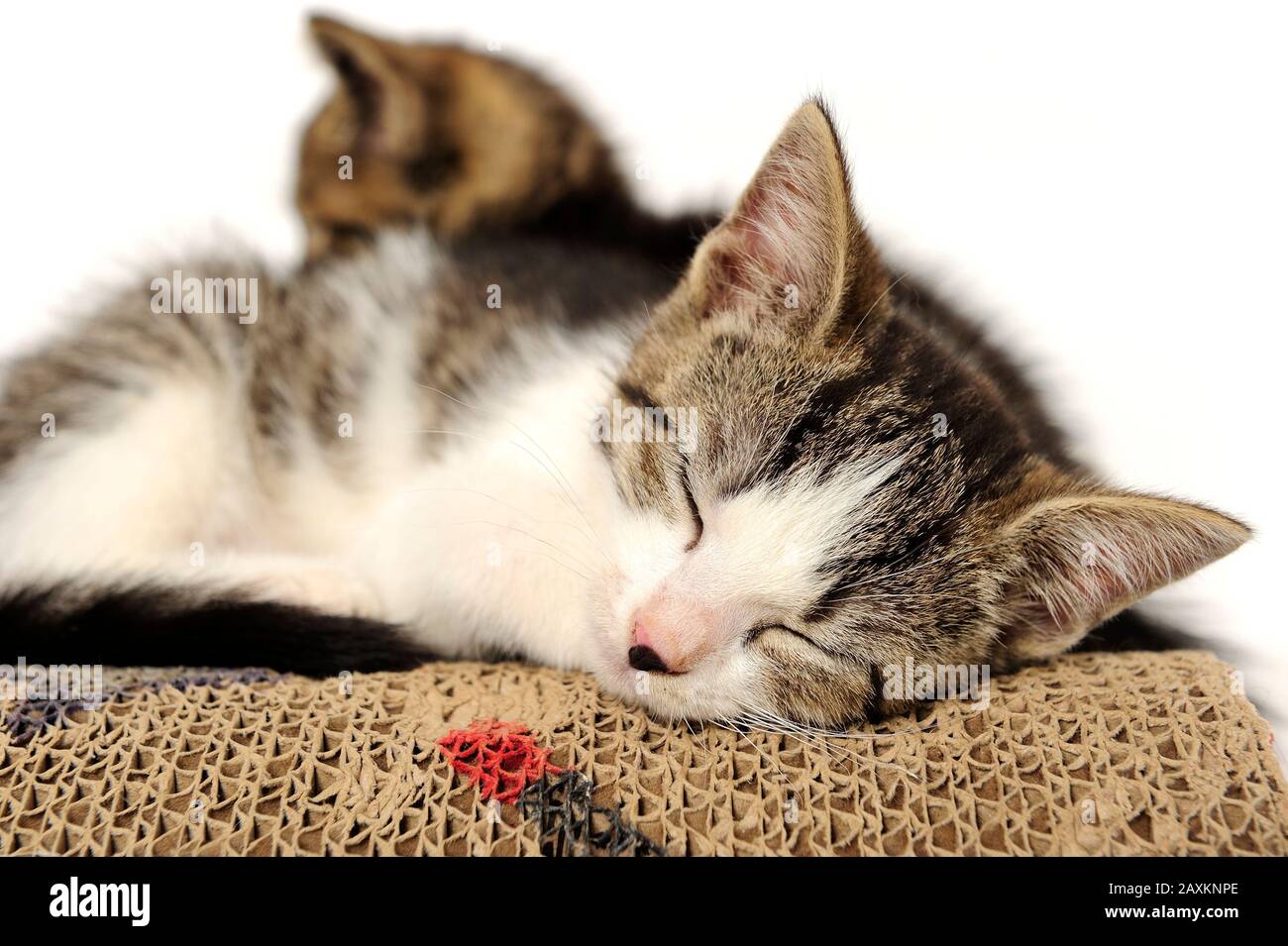 animals, cats, ear, emotion, empty, expression, eyes, young, domestic, domestic animal, domestic cat, domestic cats, natur, wildlife, Stock Photo