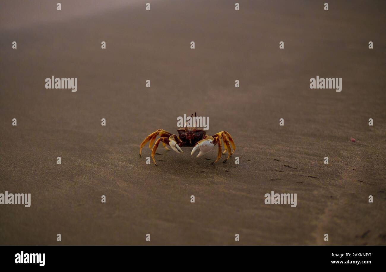 Close up of a crab hi-res stock photography and images - Alamy