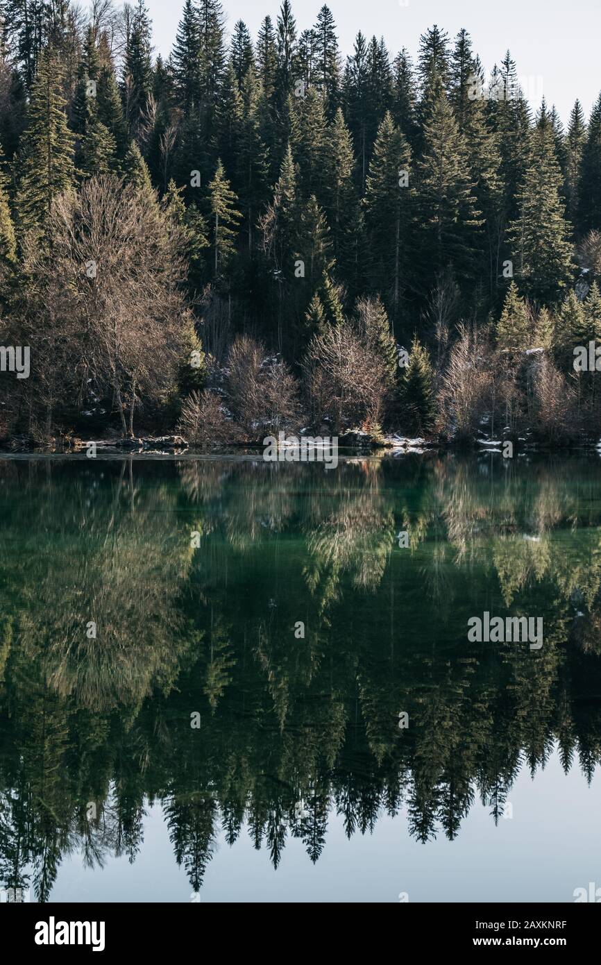 Vertical picture of a lake surrounded by a forest with trees reflecting ...