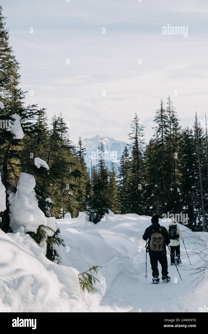 Vertical picture of hikers in a forest covered in the snow under the