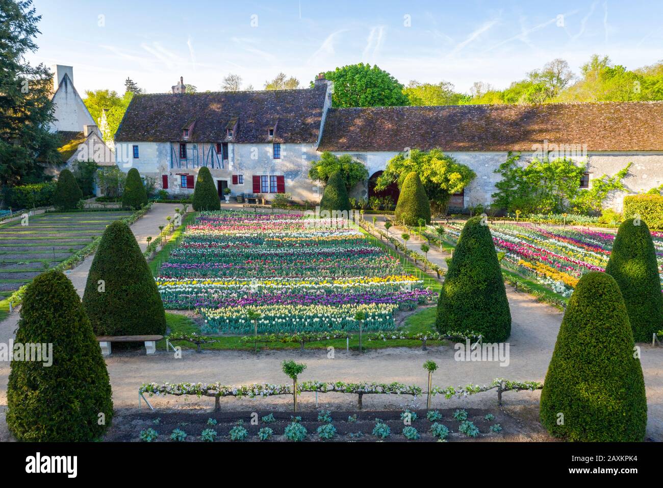 France, Indre et Loire, Loire Valley listed as World Heritage by UNESCO, Chenonceaux, Chateau de Chenonceau Park and Gardens, tulips in the flower veg Stock Photo