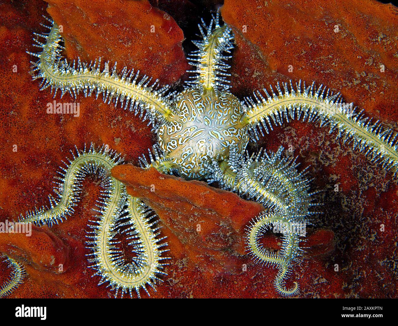 Red Brittle Star