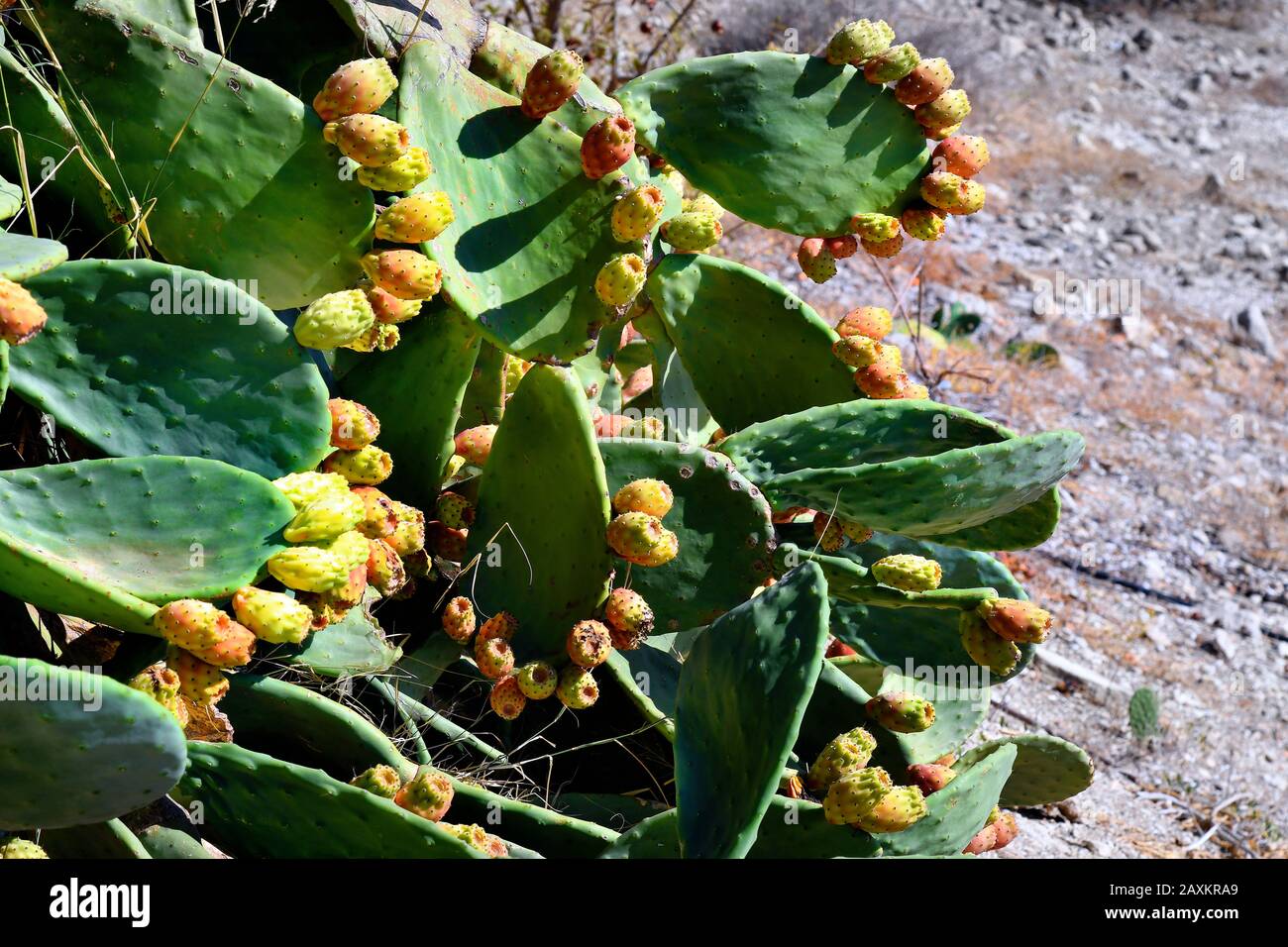 Greece, Crete Island, prickly pear cactus with edible fruits Stock