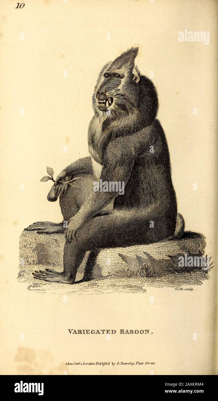 Variegated Baboon from General zoology, or, Systematic natural history Part I, by Shaw, George, 1751-1813; Stephens, James Francis, 1792-1853; Heath, Stock Photo