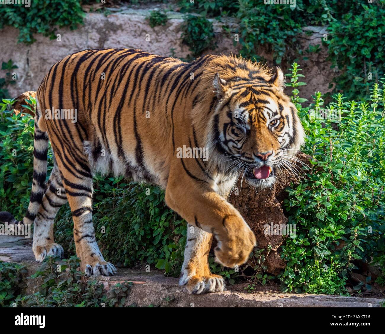 A one eyed sumatran tiger on prowl he lost his sight from a wound which led to glaucoma Stock Photo