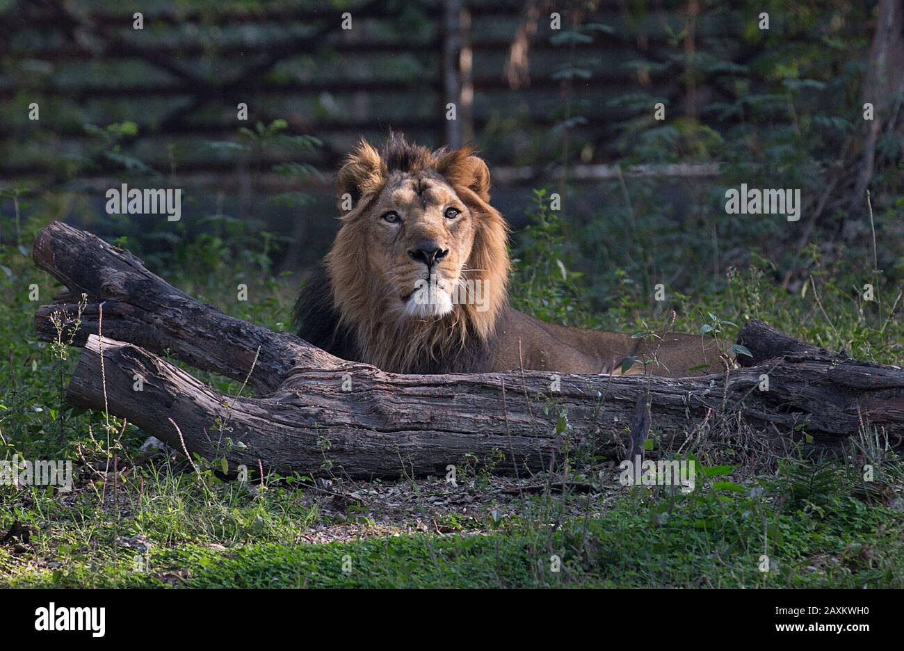 200212) -- NEW DELHI, Feb. 12, 2020 (Xinhua) -- A lion is seen at