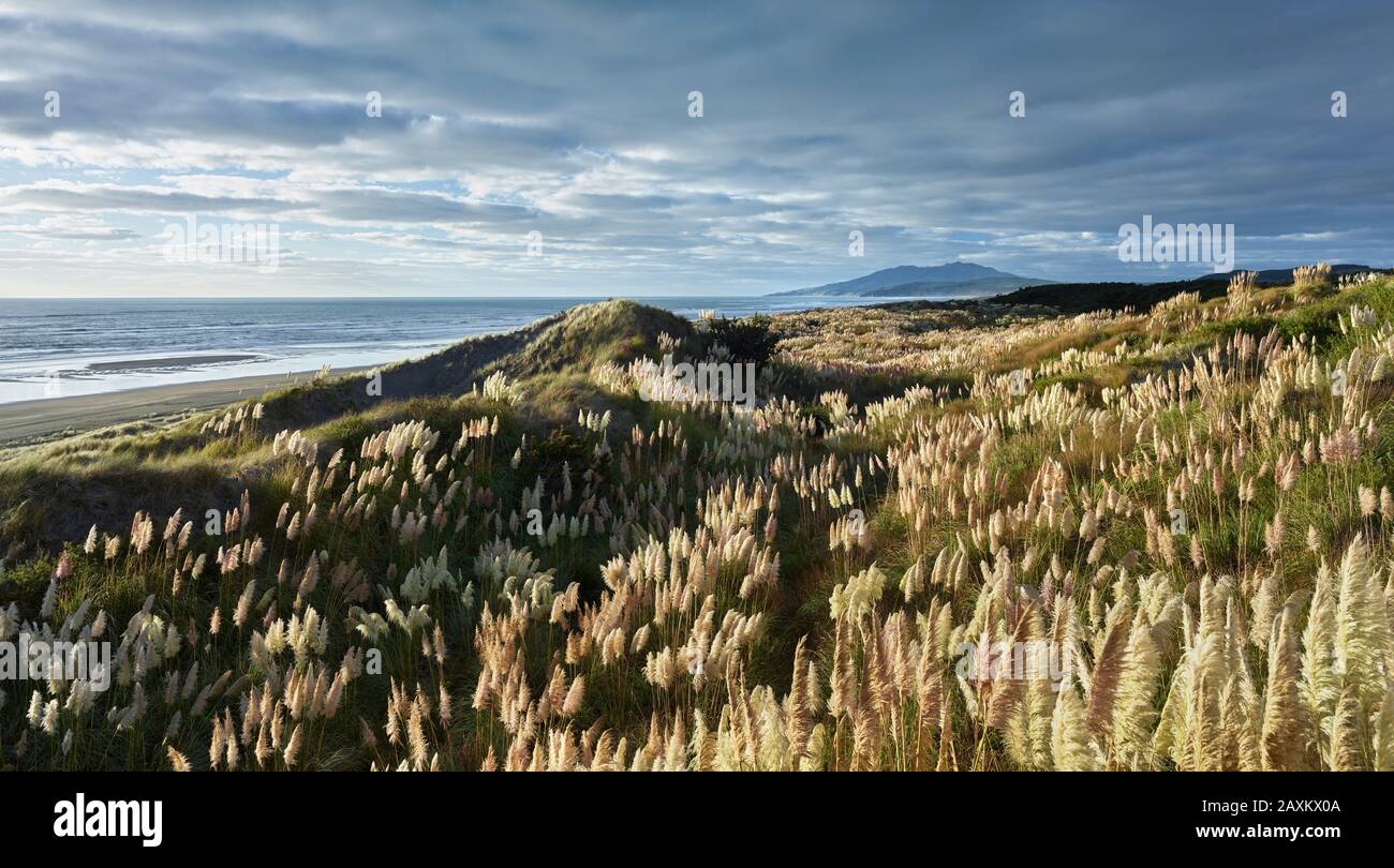 Coast and vegetation at Kawhia Hot Water Beach, Waikato, North Island
