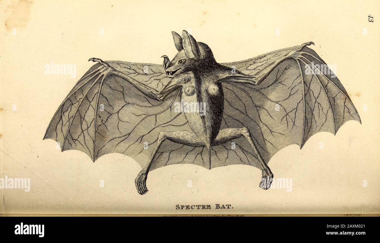 Spectre Bat from General zoology, or, Systematic natural history Part I, by Shaw, George, 1751-1813; Stephens, James Francis, 1792-1853; Heath, Charle Stock Photo