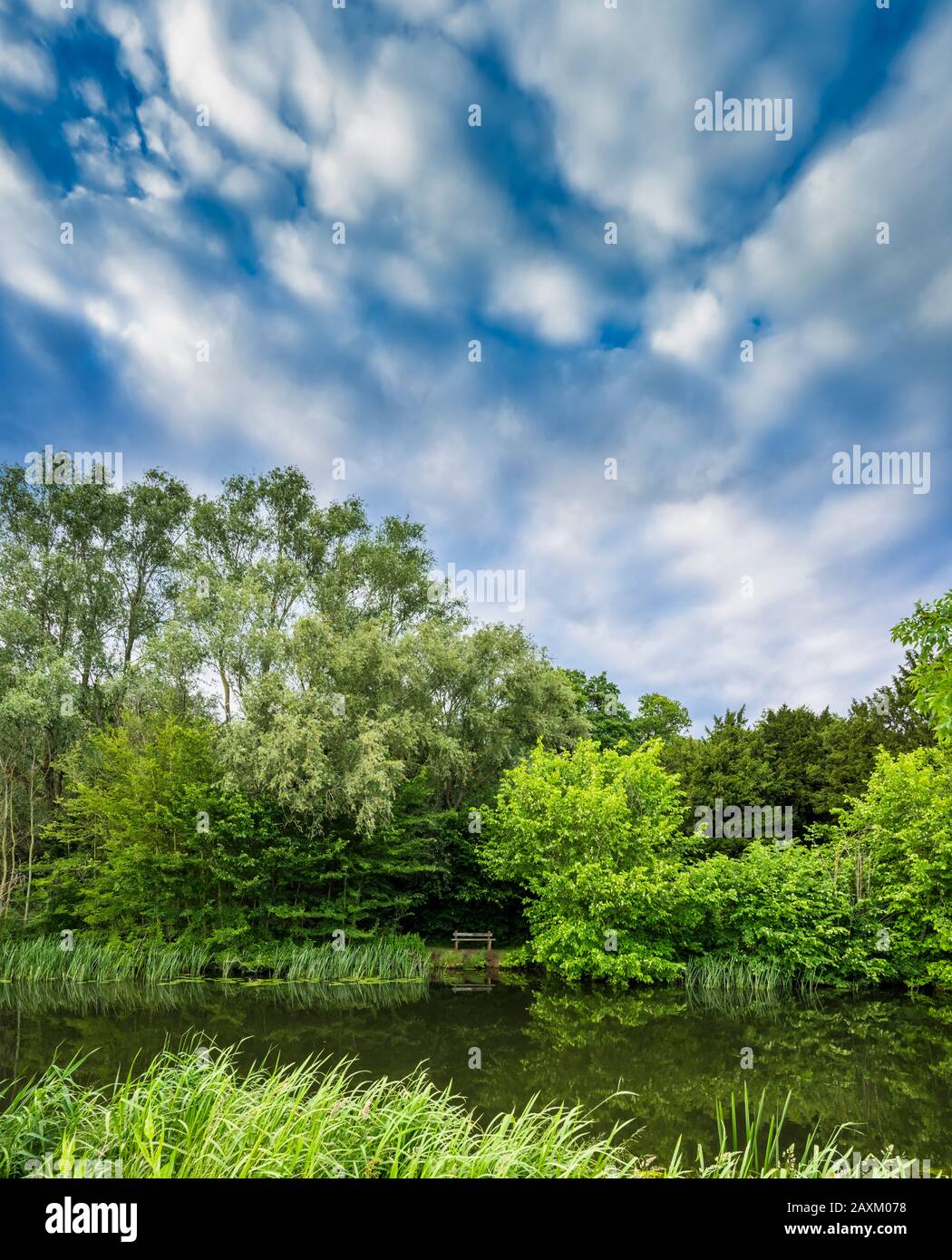￼The River Nene flowing through woodland near Peterborough, Cambridgeshire, on a warm summer evening with mackerel sky (altocumulus clouds) Stock Photo