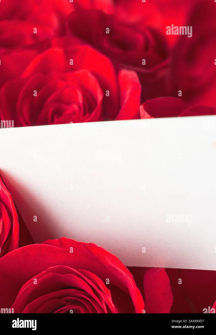 Close up of a bouquet of  red roses with a blank white message card in the foreground providing copy space. Stock Photo