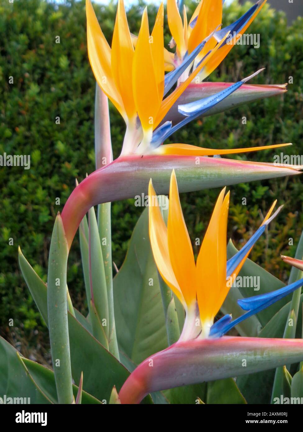 Bird of paradise flower against plain background in Madeira, Portugal, European Union Stock Photo