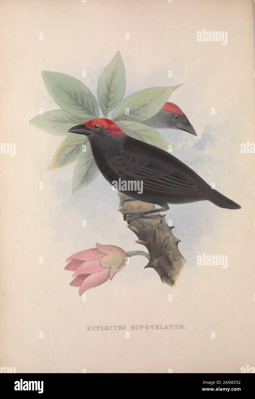 Weaver (Euplectes Rufovelatus) from Zoologia typica; or, Figures of new and rare animals and birds described in the proceedings, or exhibited in the c Stock Photo