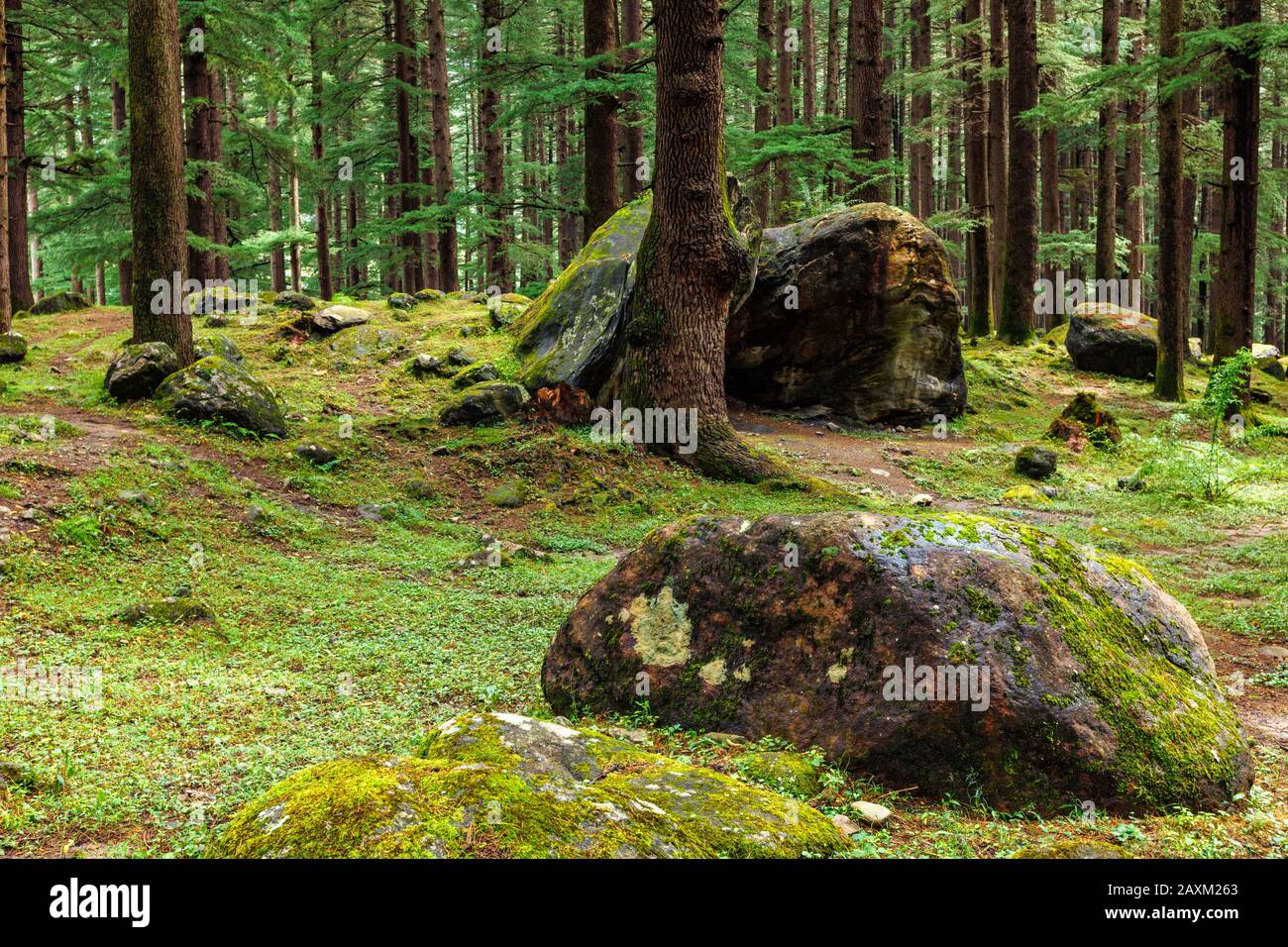Old Forest Rocks Pine tree and rocks hi-res stock photography and images - Alamy