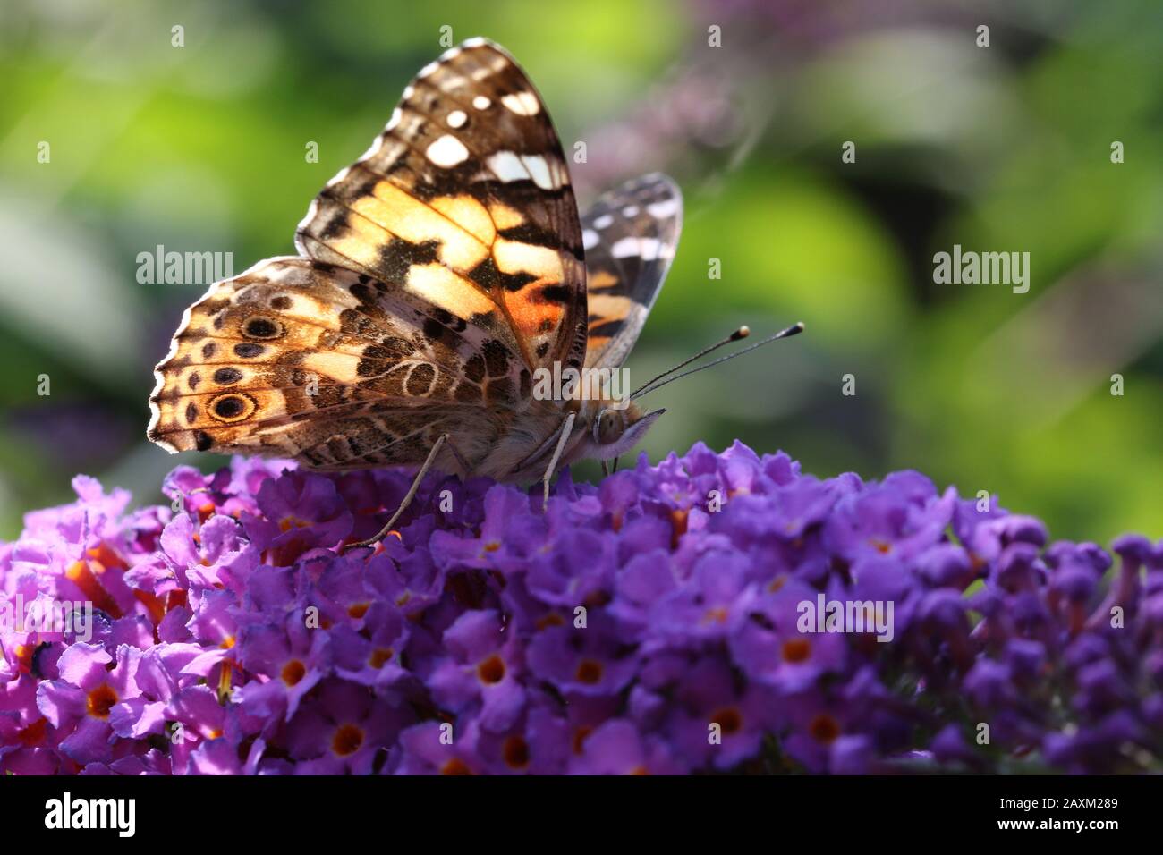 A Painted Lady butterfly (Vanessa cardui) nectaring on a purple or lilac flowers. Stock Photo