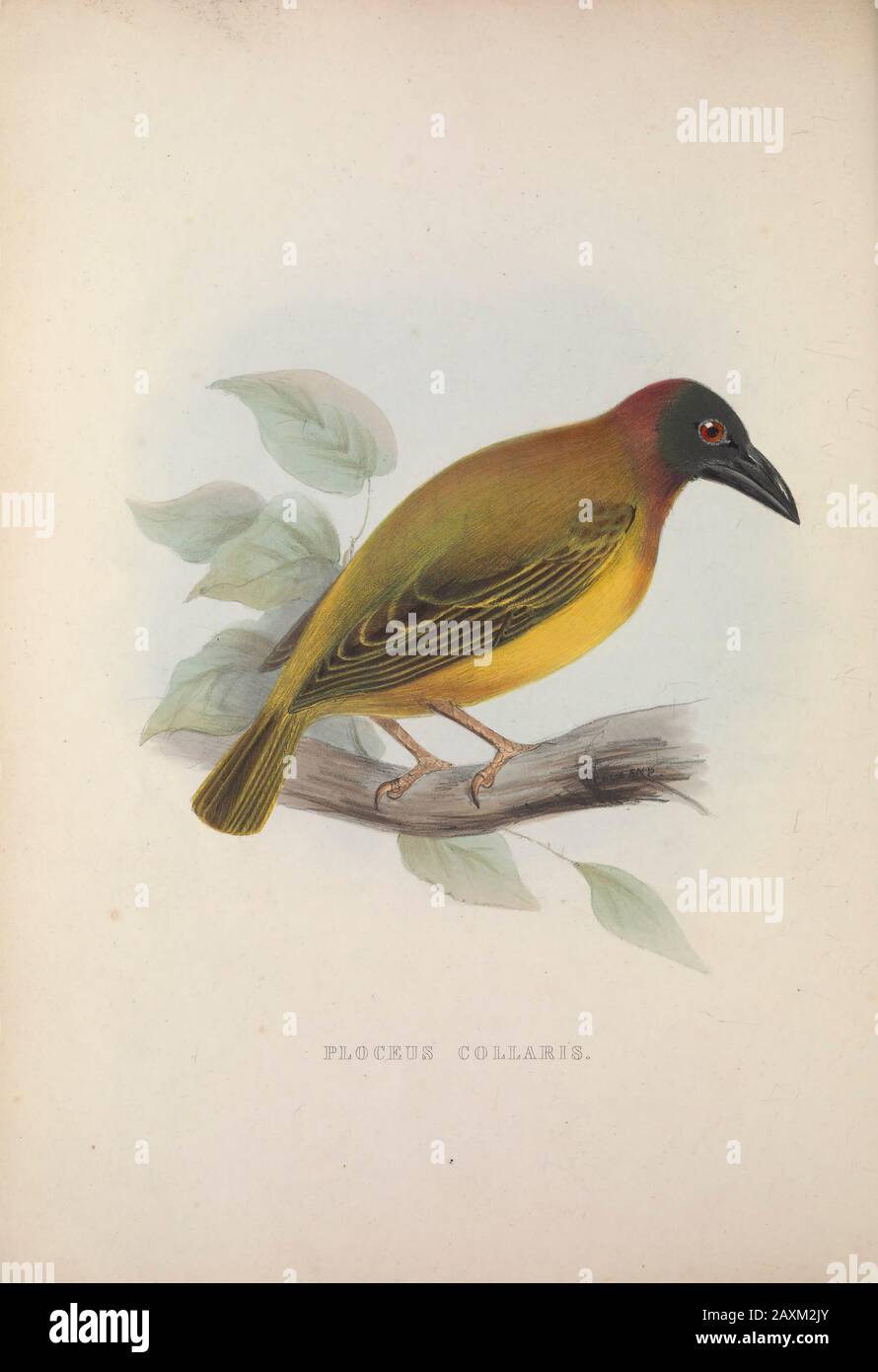 Mottled weaver (Ploceus cucullatus collaris listed Ploceus collaris ), from Zoologia typica; or, Figures of new and rare animals and birds described i Stock Photo