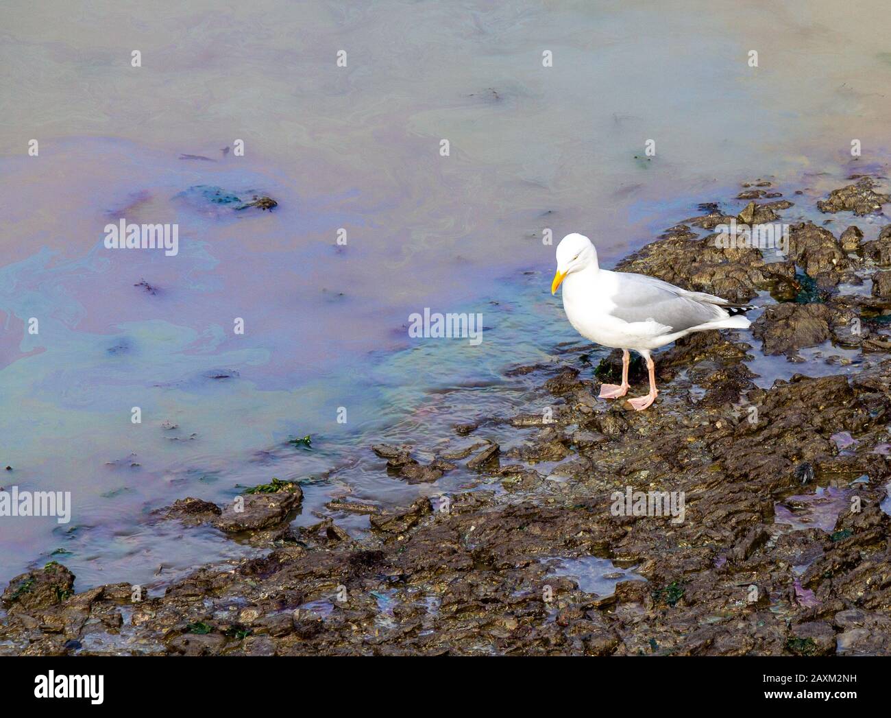 European herring gull Larus argentatus on an oil contaminated beach. Stock Photo