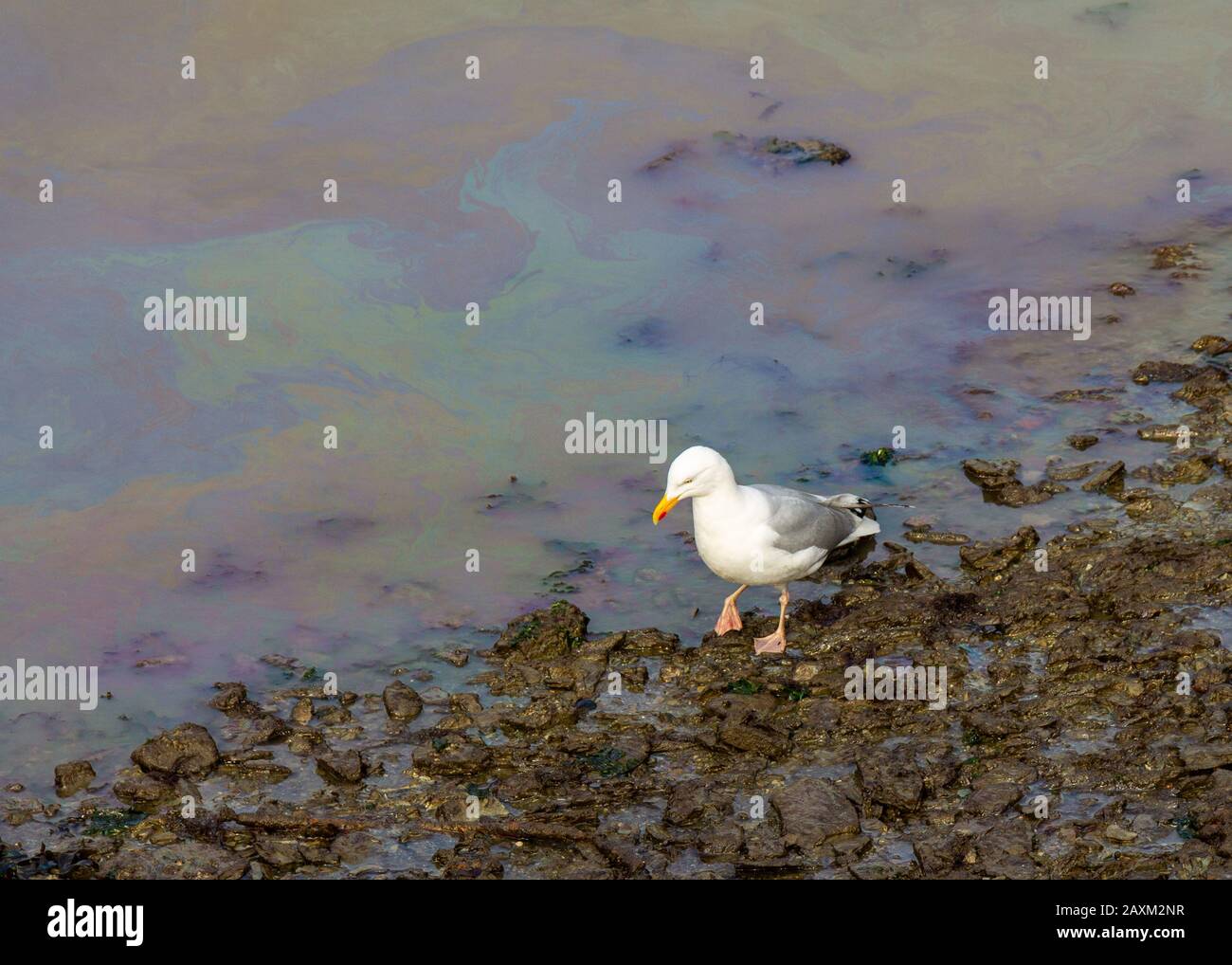 European herring gull Larus argentatus on an oil contaminated beach. Stock Photo