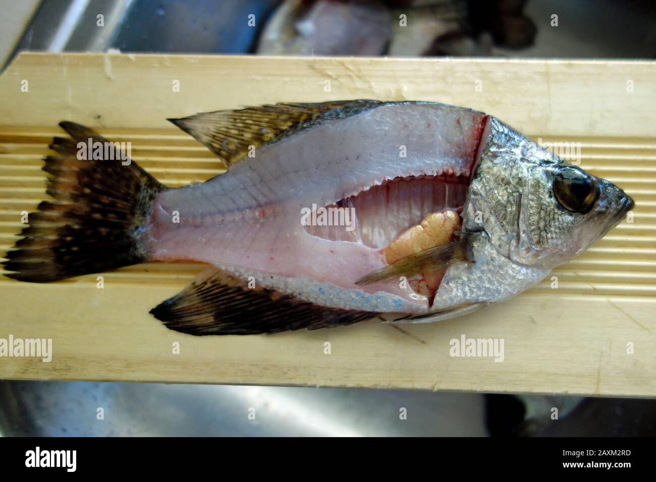 Internal organs of a crappie fish Stock Photo