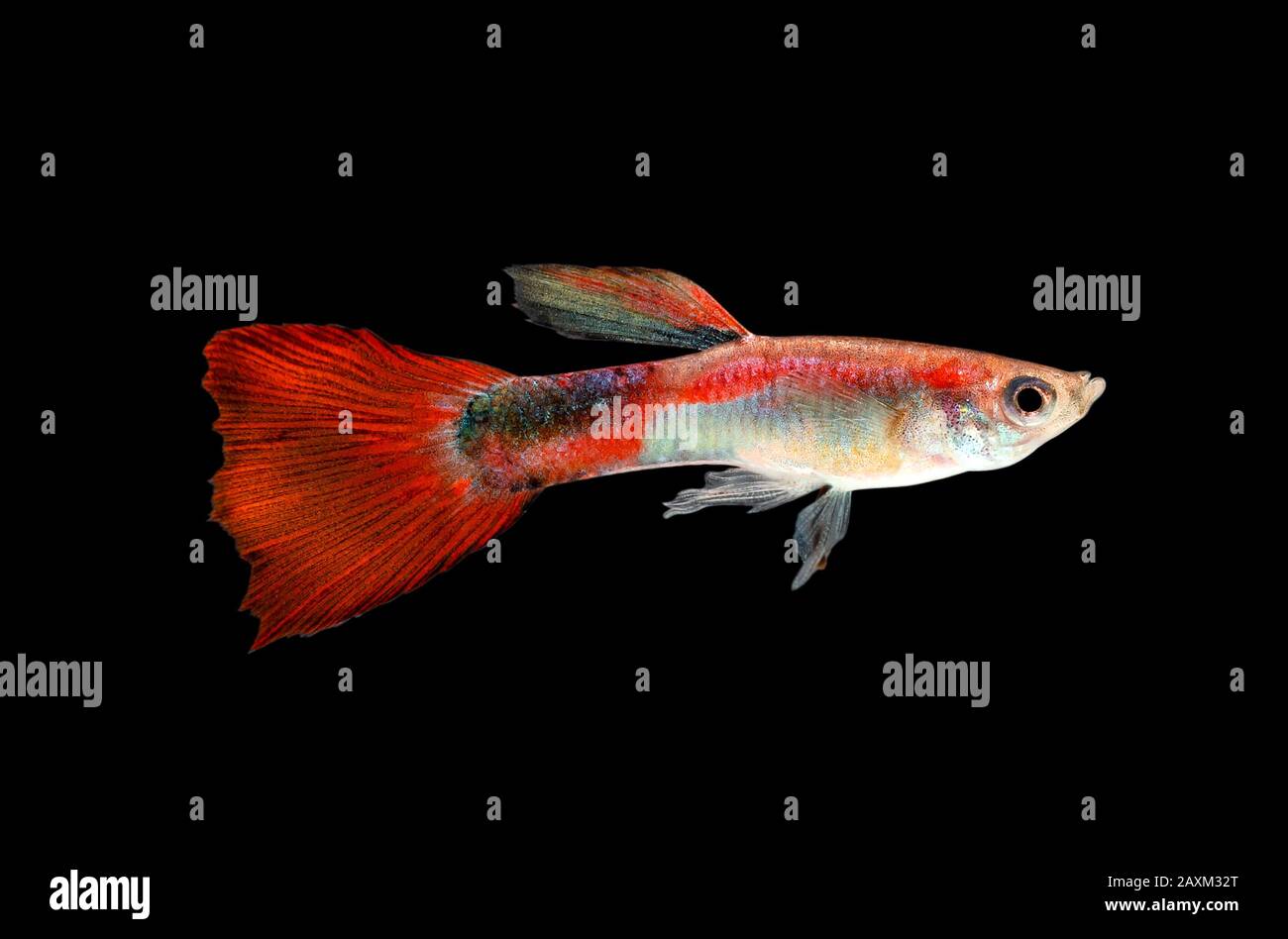 Guppy images deals