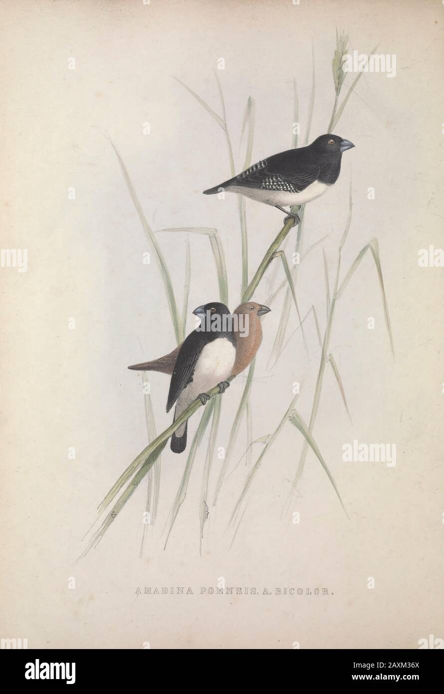 Finches (Amadina) from Zoologia typica; or, Figures of new and rare animals and birds described in the proceedings, or exhibited in the collections of Stock Photo