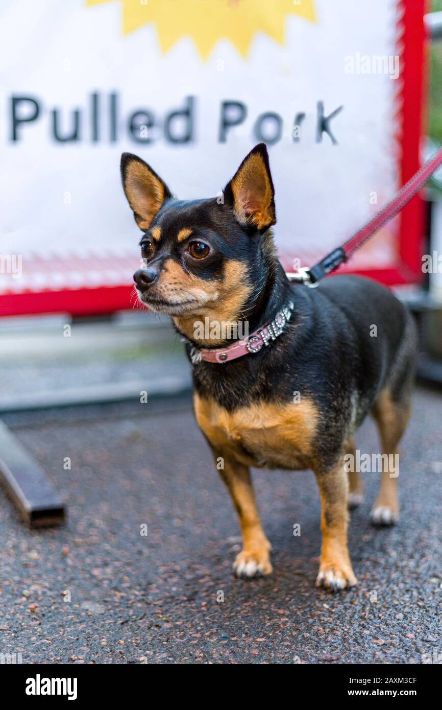 Small black female Chihuahua dog with leash tied up outside shop looking away intently in front of sign that reads 'Pulled Pork' Stock Photo