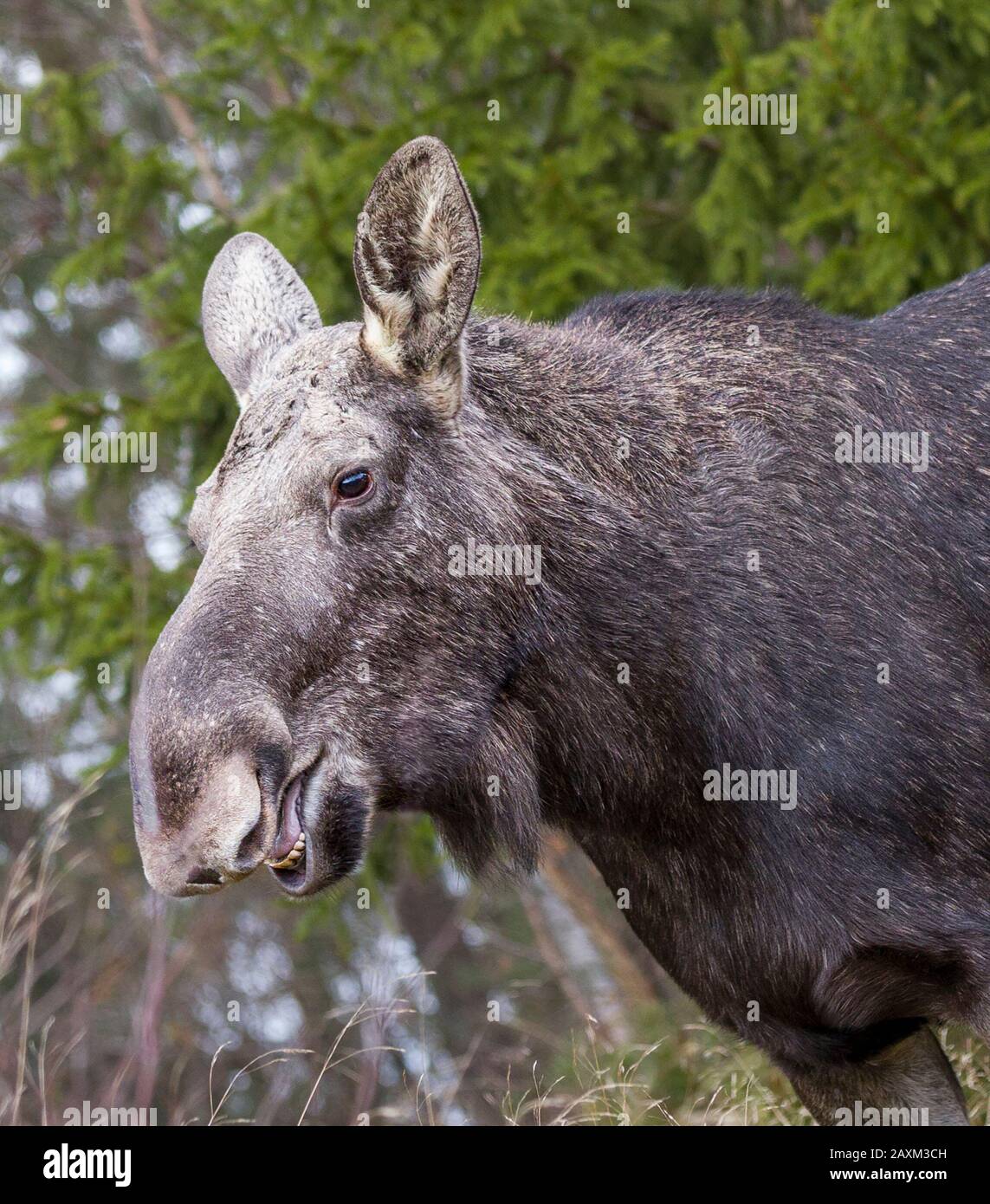 Young female moose in forest looking at camera Stock Photo