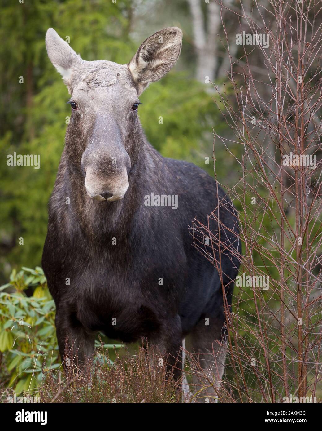 Young female moose in forest looking at camera Stock Photo