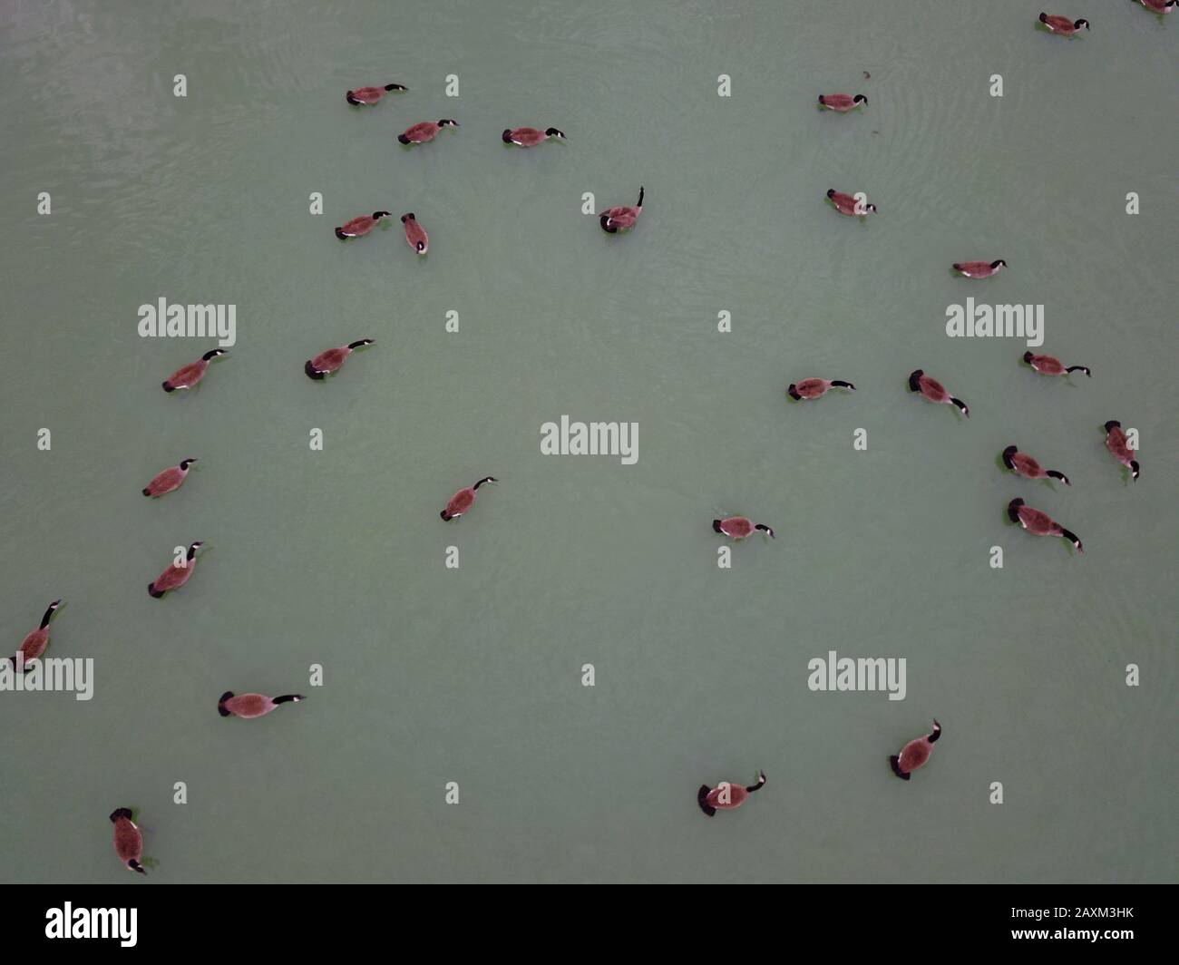 Canada geese Drone aerial Ohio USA Stock Photo