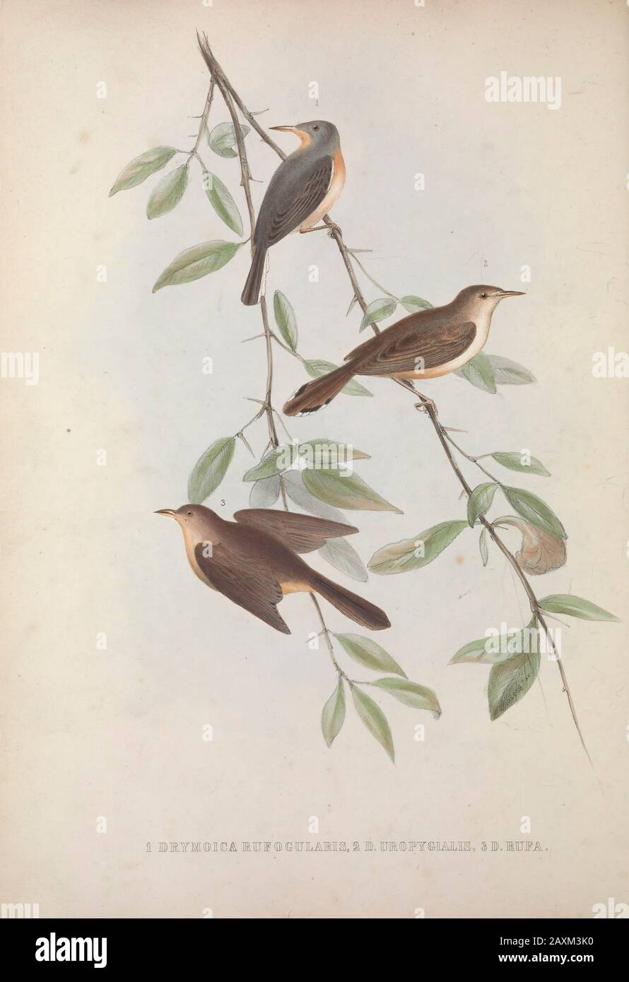 Three Drymoica birds from Zoologia typica; or, Figures of new and rare animals and birds described in the proceedings, or exhibited in the collections Stock Photo