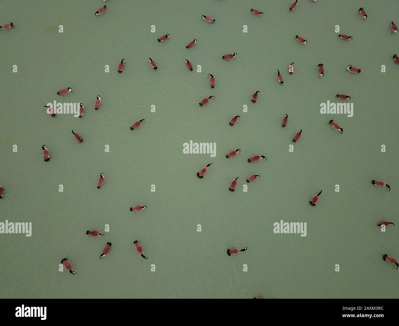 Canada geese Drone aerial Ohio USA Stock Photo