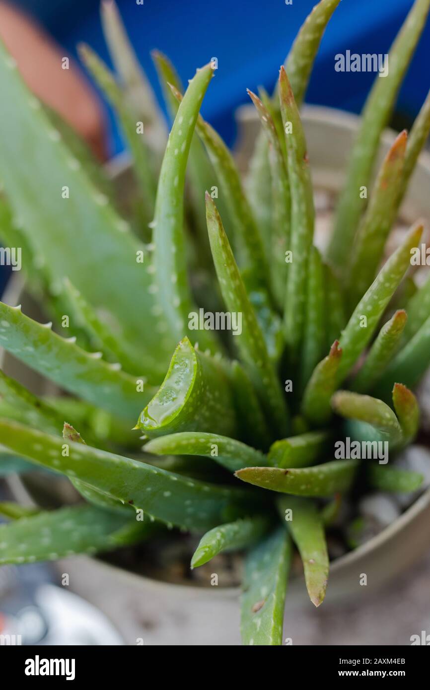 Care of aloe vera plant at home Stock Photo Alamy