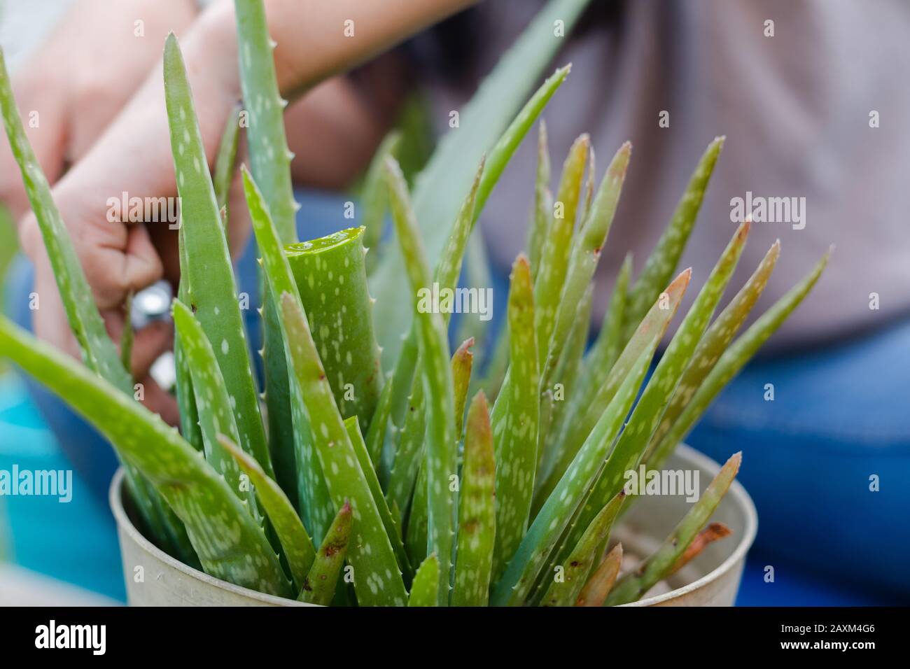woman in home garden removing dead leaves of aloe vera plant Stock Photo