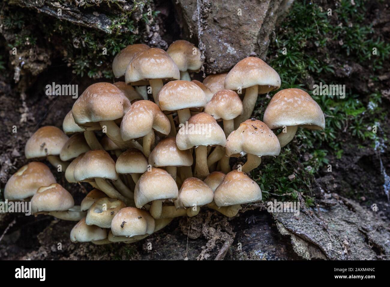 mushroom on dead tree trunk Stock Photo Alamy