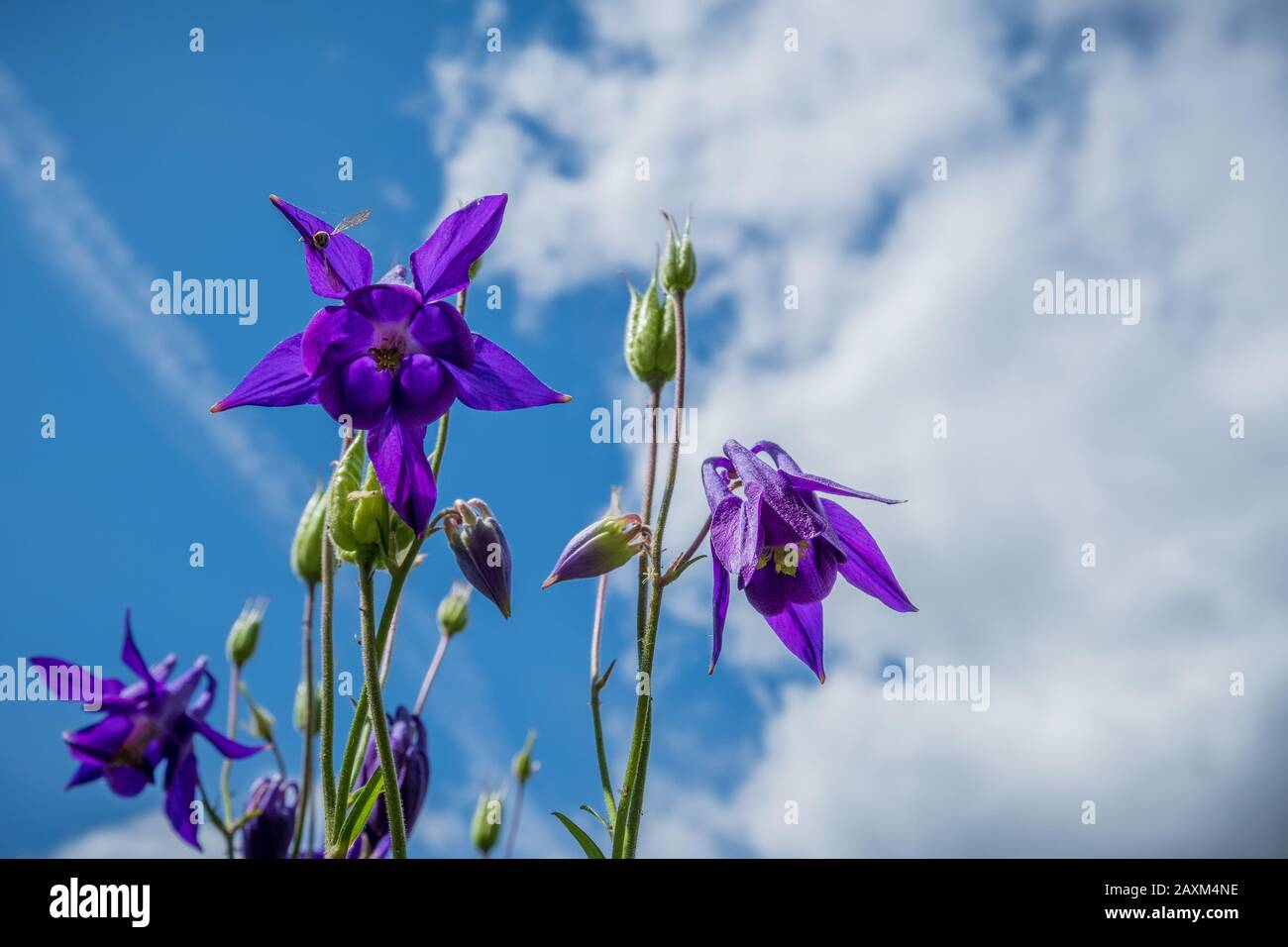 Gorgeous purple granny's bonnet flowers with a blue sky background Stock Photo