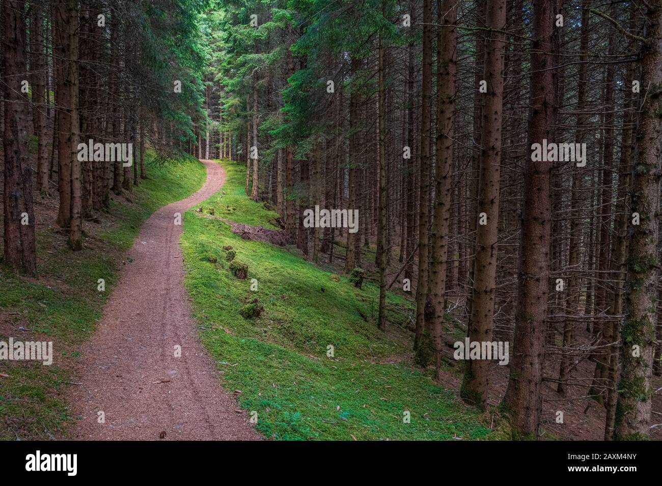 A footpath along the Great Glen Way National Trail amongst the red pines in Scotland Stock Photo