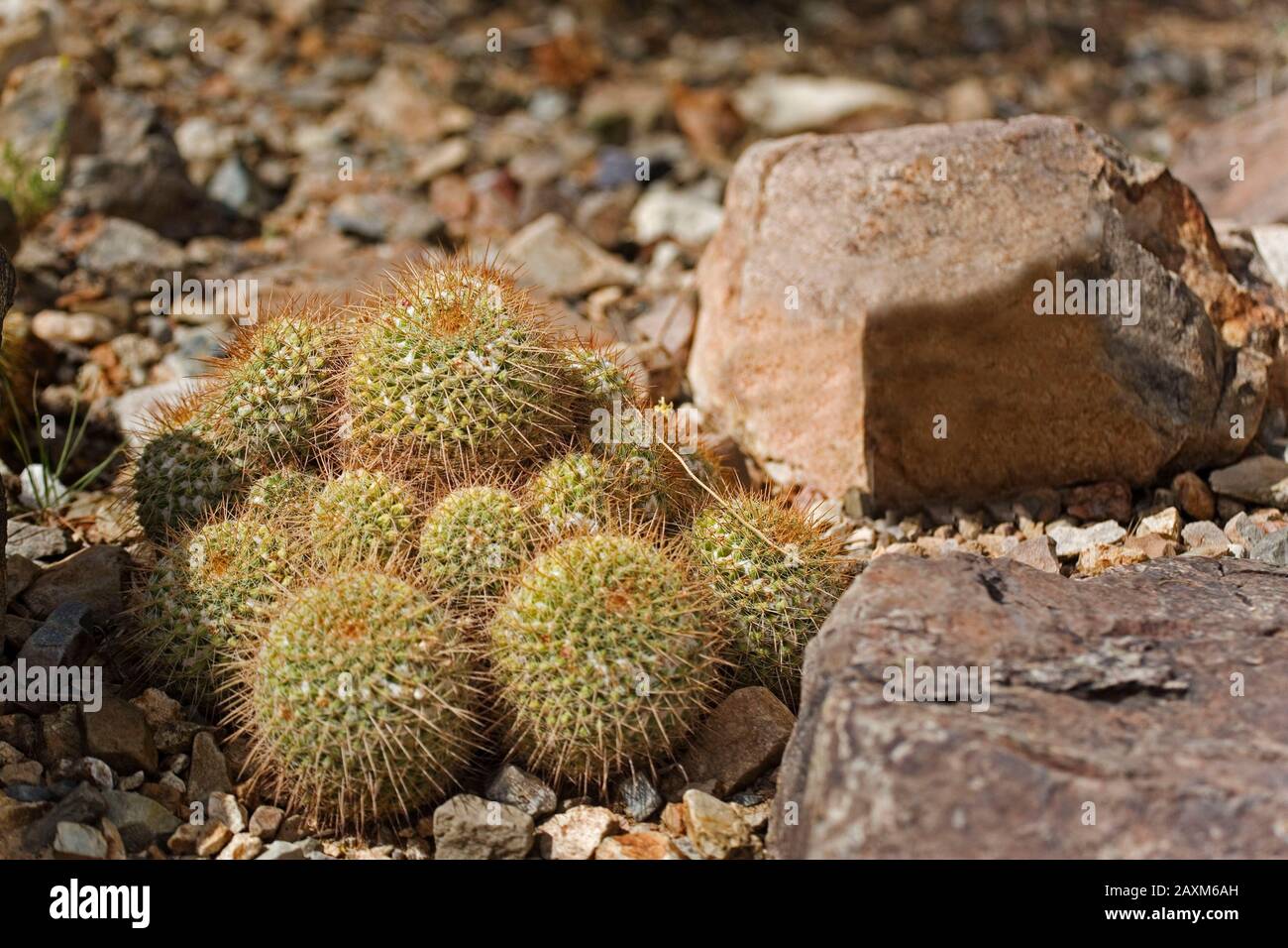 Pincushion cactus mammillaria canelensis hi-res stock photography and  images - Alamy