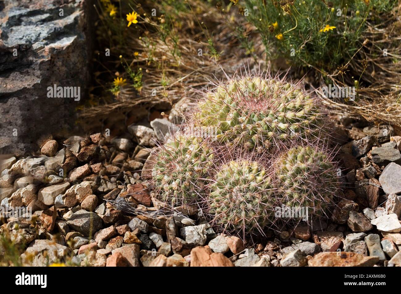 Mammillaria hertrichiana hi-res stock photography and images - Alamy