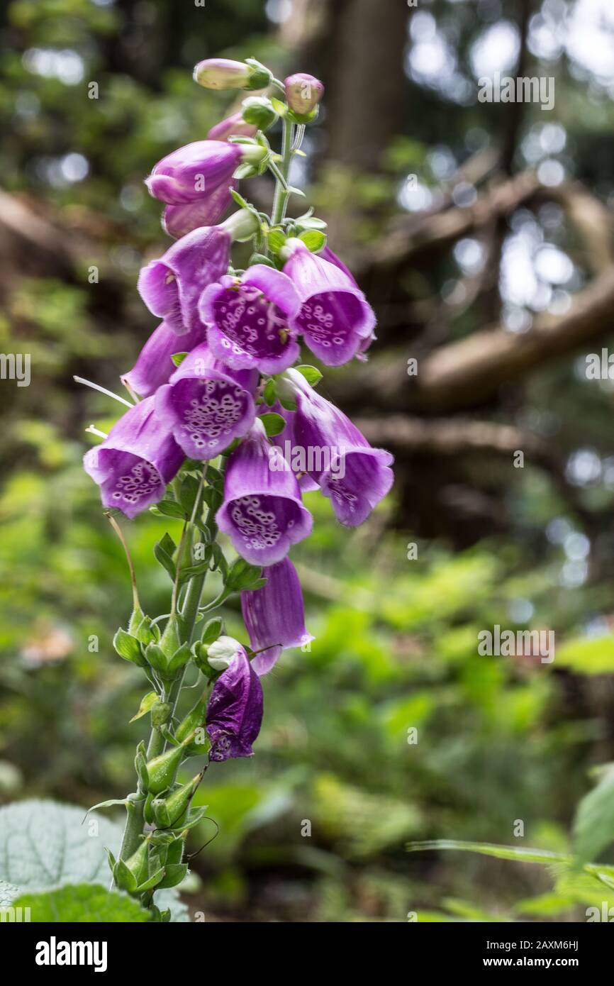 red foxglove medicinal plant in coniferous forest Stock Photo Alamy