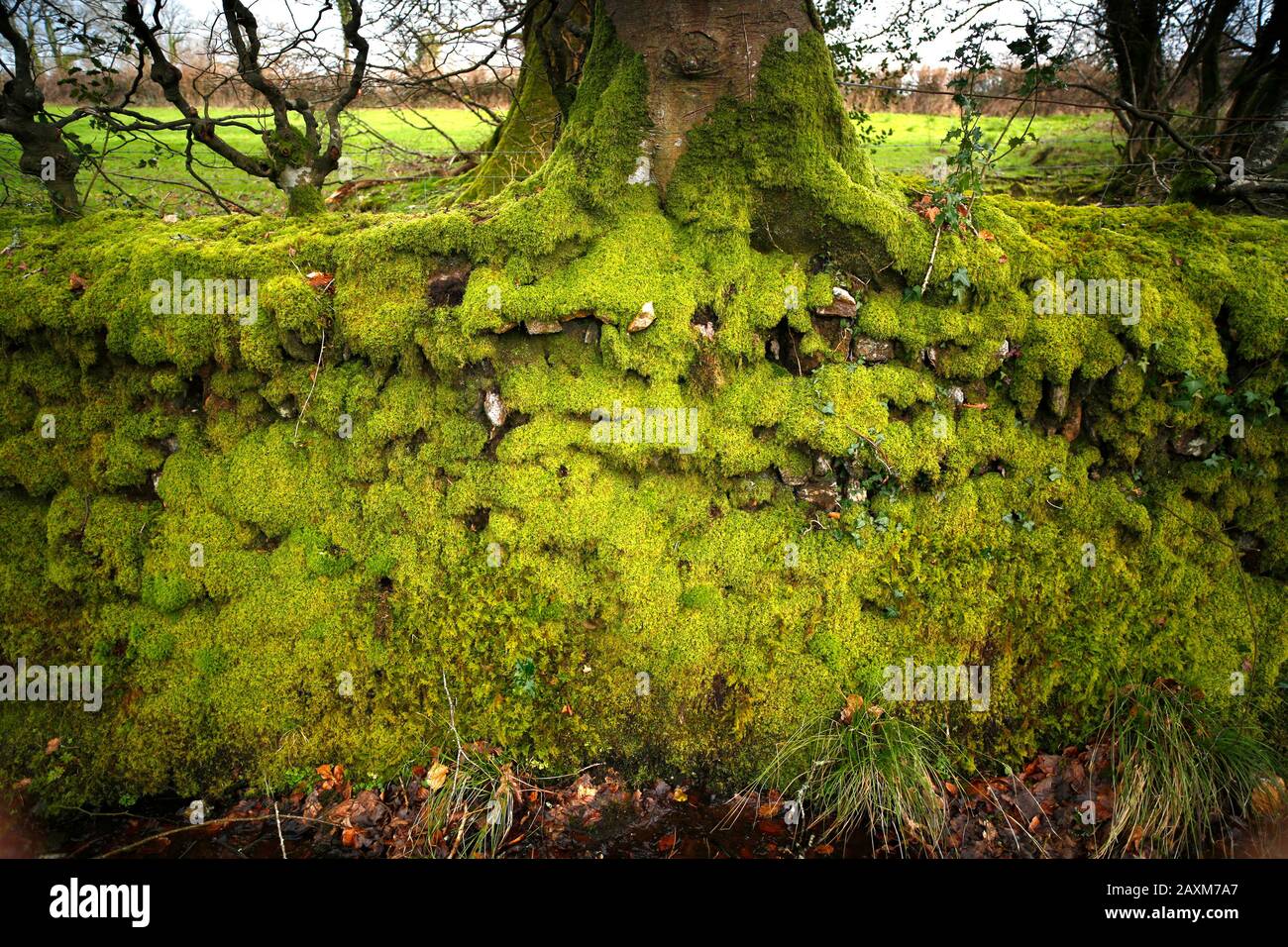 Devon, UK. Moss covered dry stone wall. Stock Photo